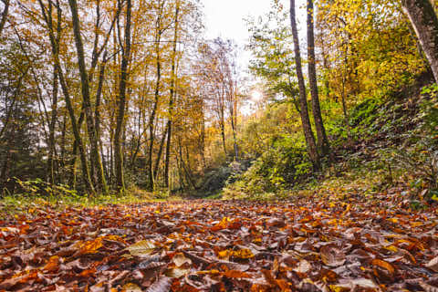 Gemeinde Obernzell Landkreis Passau Erlau Erlautal Herbst (Dirschl Johann) Deutschland PA